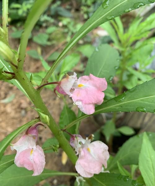 凤仙花即指甲花的作用与功效
，凤仙花指的是什么花啊？图1